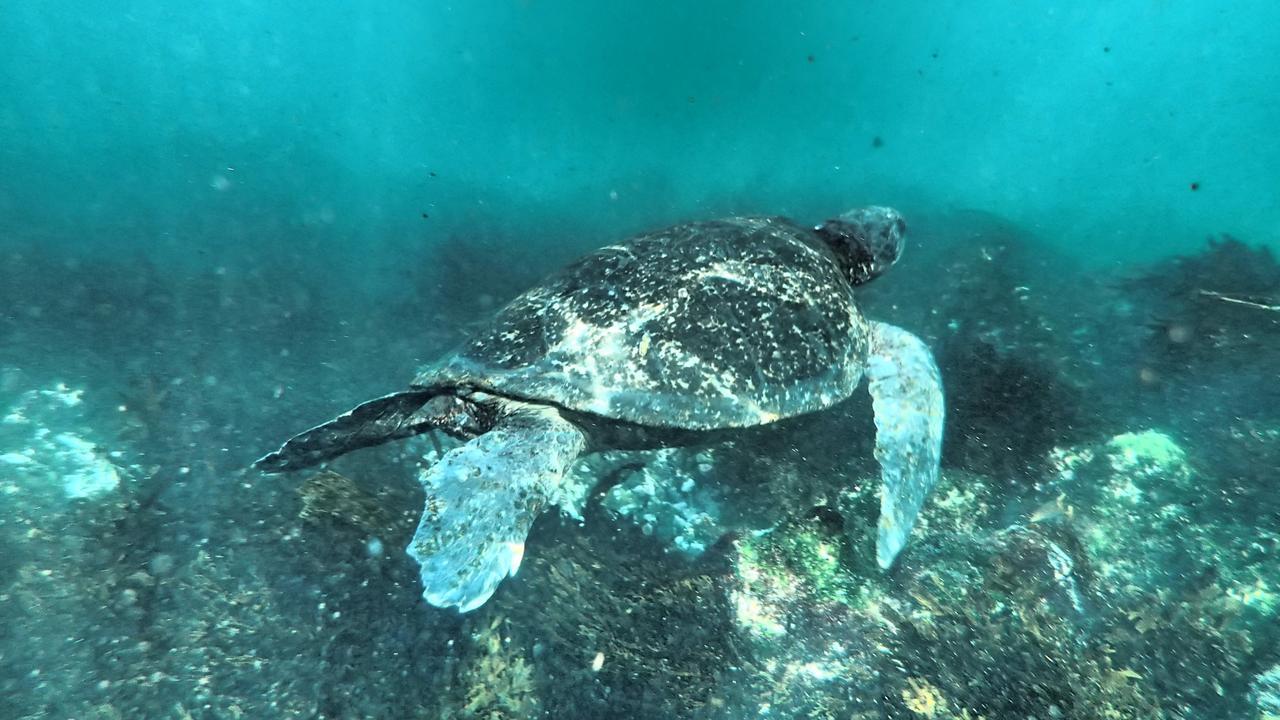 Floreana Lava Lodge Puerto Velasco Ibarra Eksteriør bilde