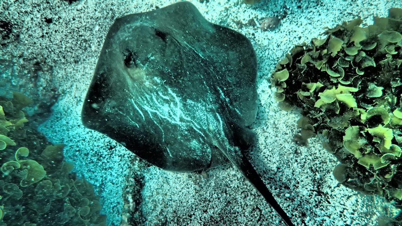 Floreana Lava Lodge Puerto Velasco Ibarra Eksteriør bilde